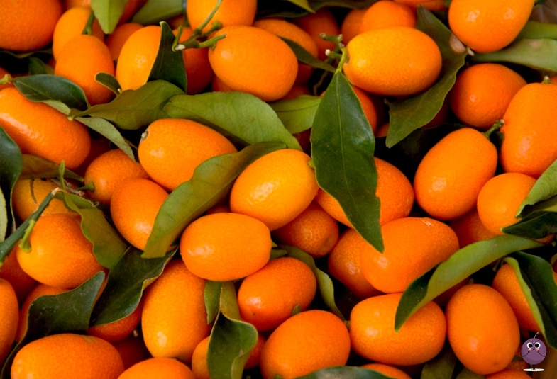 propiedades del kumquat
